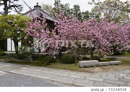 本満寺 八重桜 本満寺 八重桜 73248556
