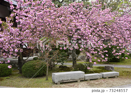 本満寺 八重桜 本満寺 八重桜 73248557