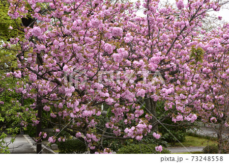 本満寺 八重桜 本満寺 八重桜 73248558