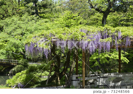 京都仙洞御所 南池 藤棚と八ッ橋 京都仙洞御所 南池 藤棚と八ッ橋 73248566