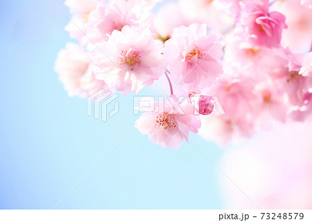 喜多方　日中線　ベニシダレザクラ 73248579