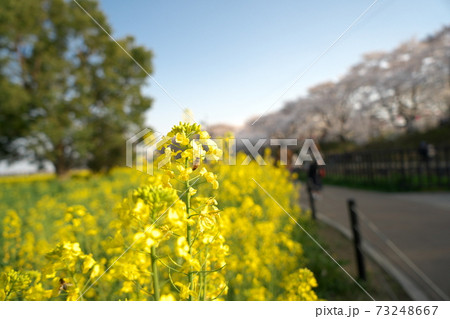 菜の花 菜の花 73248667