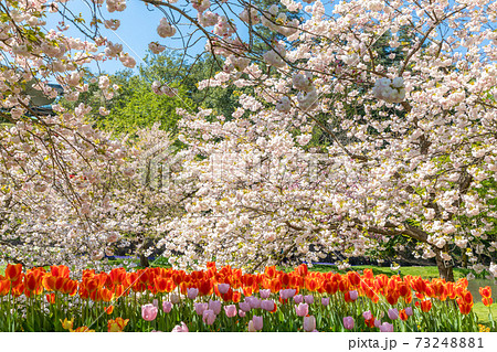 チューリップと八重桜（楊貴妃） 73248881
