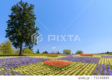 大山を望む花の丘〜春 大山を望む花の丘〜春 73248889