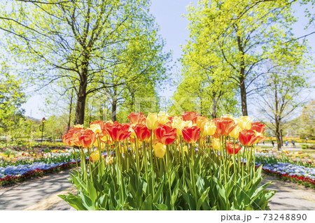 チューリップの花とさわやかな新緑 73248890