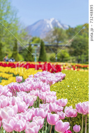 チューリップの花畑と大山と爽やかな新緑（鳥取県） 73248895