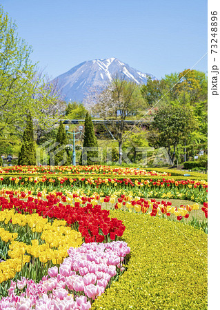 チューリップの花畑と大山と爽やかな新緑（鳥取県） 73248896
