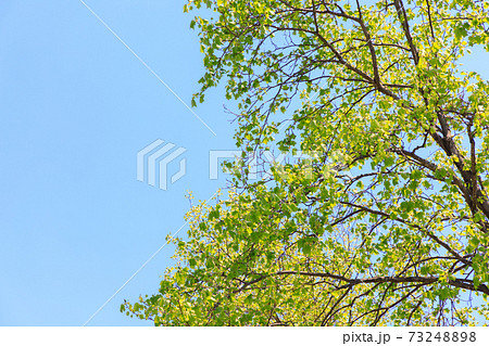 新緑　ユリノキのフレーム 73248898