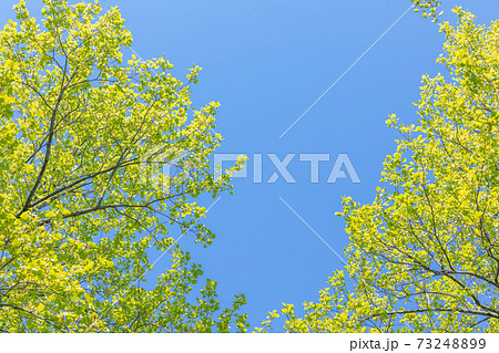 新緑　ユリノキのフレーム 73248899