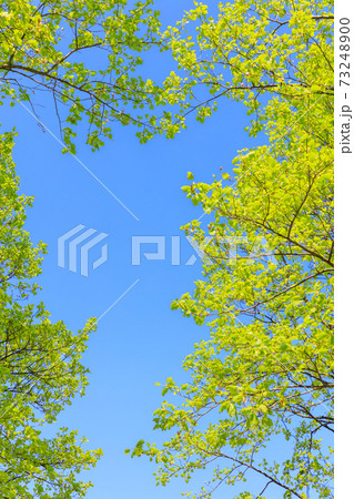 新緑　ユリノキのフレーム 73248900