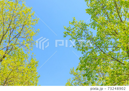 新緑　ユリノキのフレーム 73248902