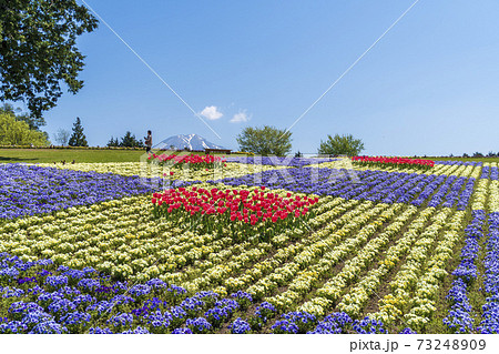 大山を望む花の丘〜春 大山を望む花の丘〜春 73248909