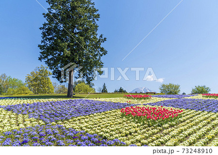 大山を望む花の丘〜春 73248910