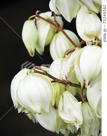 アツバキミガヨランの花 73249162