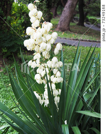 Flower of Atsukbama mika gallolan - Stock Photo [73249168] - PIXTA