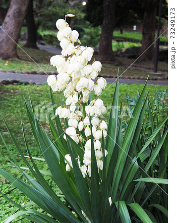 Flower of Atsukbama mika gallolan - Stock Photo [73249173] - PIXTA
