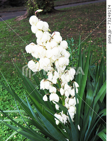 アツバキミガヨランの花 アツバキミガヨランの花 73249174
