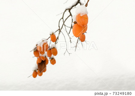 江戸時代中期の武家屋敷（雪景色） 73249180