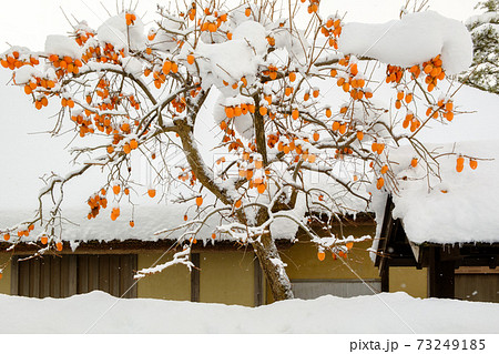江戸時代中期の武家屋敷(雪景色) 江戸時代中期の武家屋敷(雪景色) 73249185