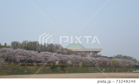 韓国汝矣島の桜並木と国会議事堂 73249249