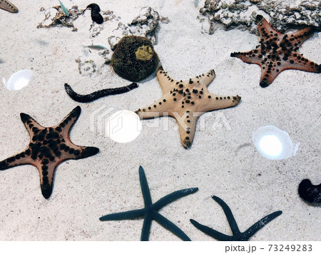 星形ヒトデ 73249283