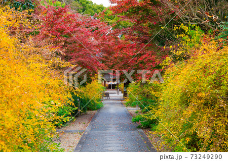 京都 梨木神社の萩と紅葉 京都 梨木神社の萩と紅葉 73249290