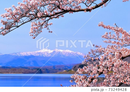 残雪の蔵王連峰と湖畔の桜 残雪の蔵王連峰と湖畔の桜 73249428