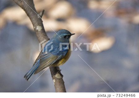 美しいルリビタキ(オス)北本自然観察公園 埼玉県北本市 美しいルリビタキ(オス)北本自然観察公園 埼玉県北本市 73249466