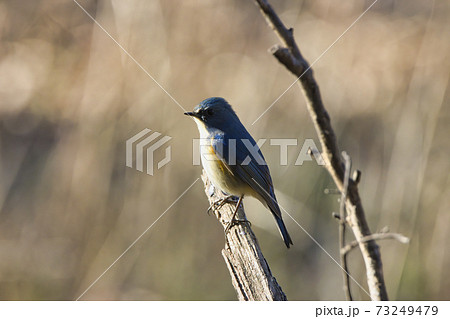美しいルリビタキ（オス）北本自然観察公園　埼玉県北本市 73249479