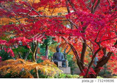 京都　金戒光明寺の塔頭寺院　栄摂院（えいしょういん）の紅葉　　　 73249696