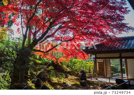 京都　金戒光明寺の塔頭寺院　栄摂院（えいしょういん）の紅葉　　　 73249734