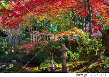 京都 金戒光明寺の塔頭寺院 栄摂院(えいしょういん)の紅葉 京都 金戒光明寺の塔頭寺院 栄摂院(えいしょういん)の紅葉 73249764