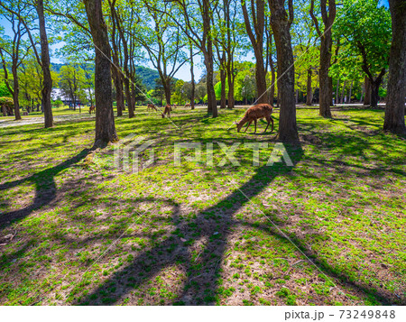 新緑の奈良公園と鹿 73249848
