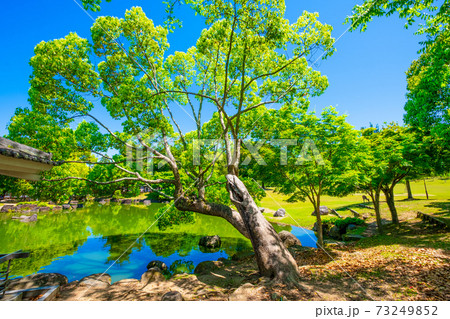 新緑の奈良公園 新緑の奈良公園 73249852