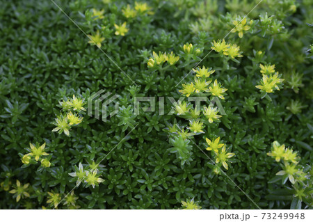 多肉植物のセダムの花のアップの写真素材