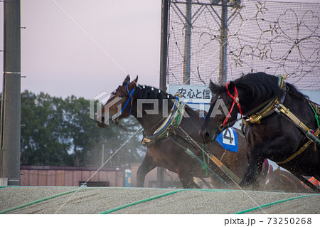 ばんえい競馬のゴール前の盛り上がりどころ 73250268