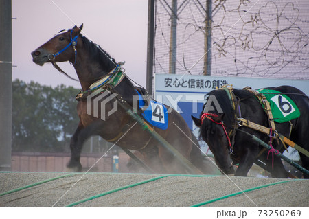 ばんえい競馬のゴール前の盛り上がりどころ 73250269
