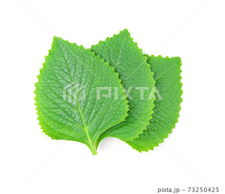 Green Leaves (Country Borage,Indian Borage,Coleus amboinicus Lour( Plectranthus amboinicus (Lour.)) isolate on white background. 73250425