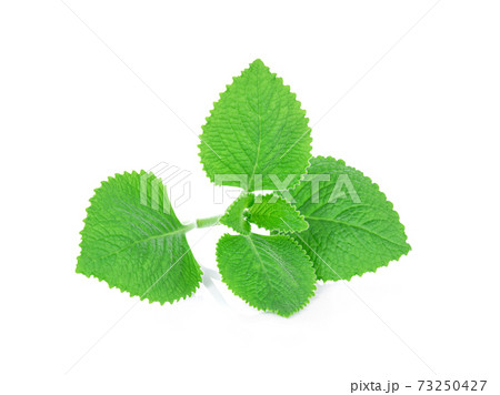 Green Leaves (Country Borage,Indian Borage,Coleus amboinicus Lour( Plectranthus amboinicus (Lour.)) isolate on white background. 73250427