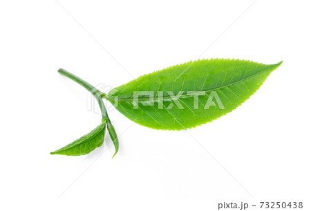 green tea leaf on white background. 73250438