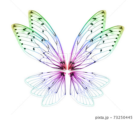 wings of Insect cicada on white background. wings of Insect cicada on white background. 73250445