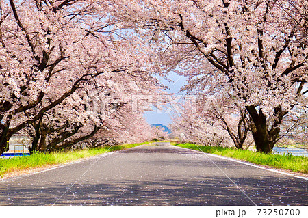 美しい桜並木の写真素材
