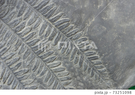 Fern fossils 73251098