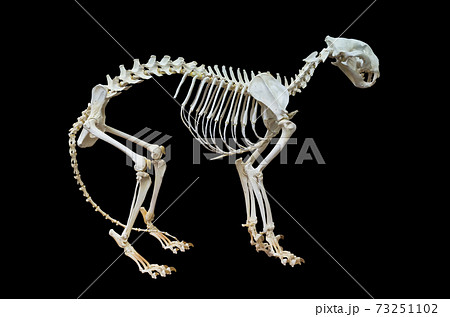 Tiger skeleton. Tiger skeleton. 73251102
