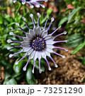 花 菊 デイジー 73251290