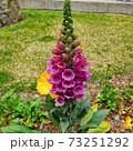 花 ガーデン 庭園 73251292