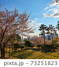 桜 夕焼け 公園 73251823