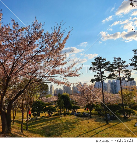 桜 夕焼け 公園 73251823