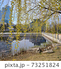 柳 公園 湖 73251824