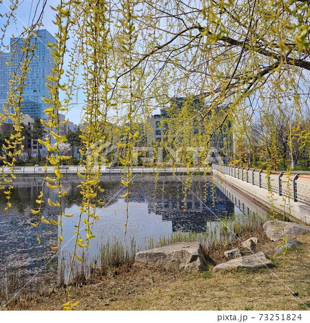 柳 公園 湖 73251824